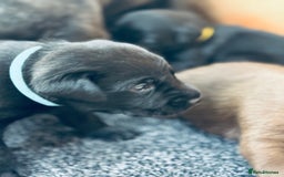 Labrador Retriever dogs for sale: EXCELLENT &UNIQUE LAB PUPPIES AV 12 NOV £1450 - Image 8