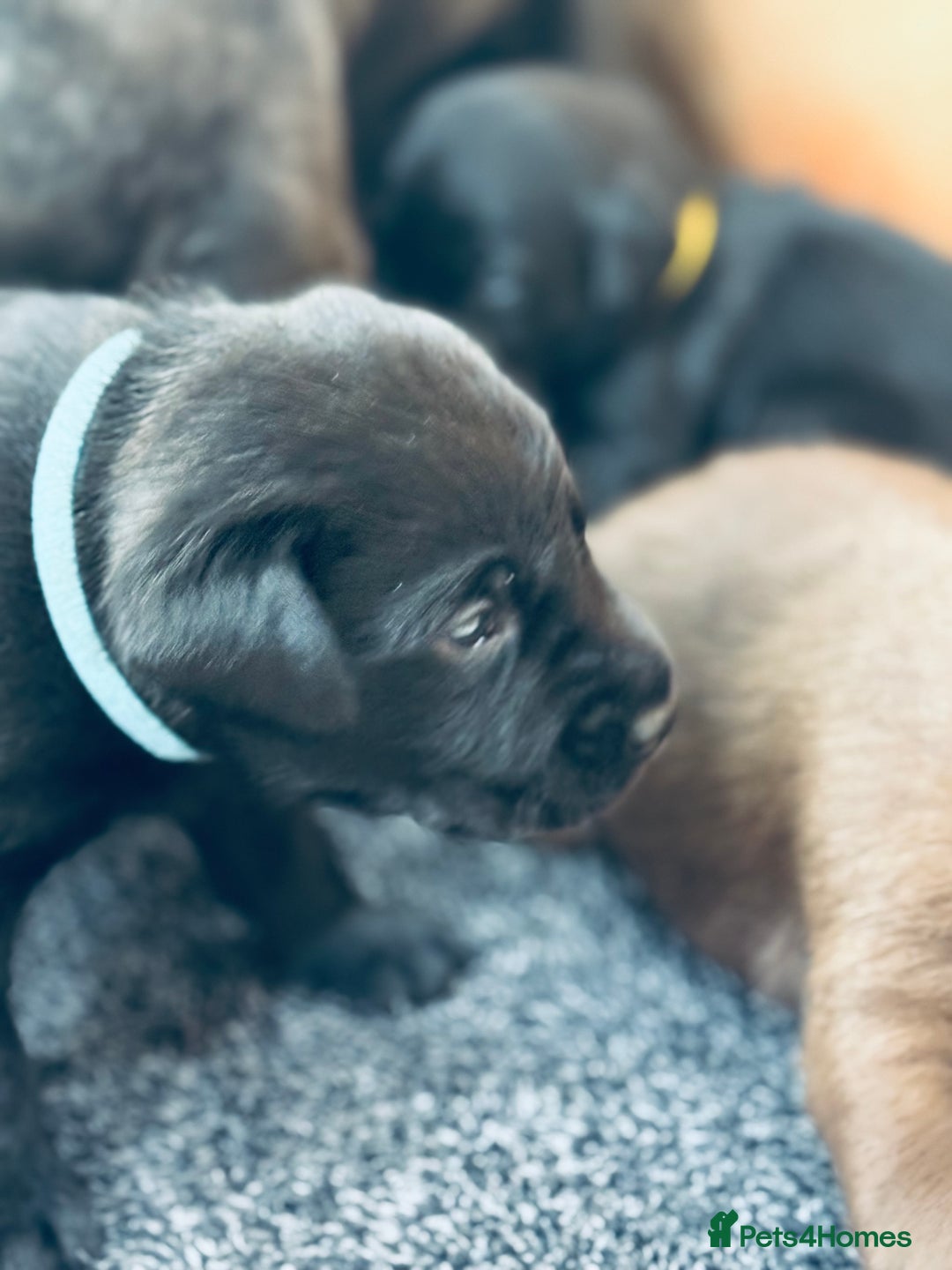 Labrador Retriever dogs for sale: EXCELLENT &UNIQUE LAB PUPPIES AV 12 NOV £1450 - Image 8