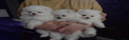Pomeranian dogs for stud: White Pomeranian KC Registered CHAMPION Bloodlines in Manchester - Advert 13