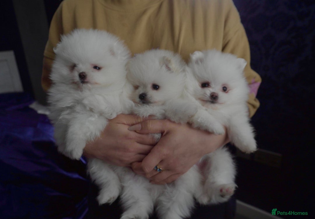 Pomeranian dogs for stud: White Pomeranian KC Registered CHAMPION Bloodlines in Manchester - Advert 13