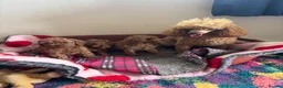 Toy Poodle dogs for sale: KC Reg Toy Poodles  - Advert 1