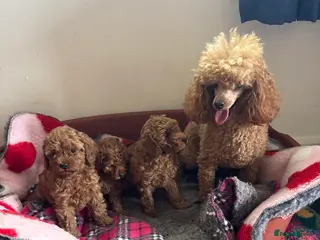 Toy Poodle dogs KC Reg Toy Poodles - Advert 2