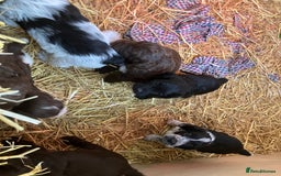 Mixed Breed dogs for sale: English Springer Spaniel X Cockerpoo  - Image 3