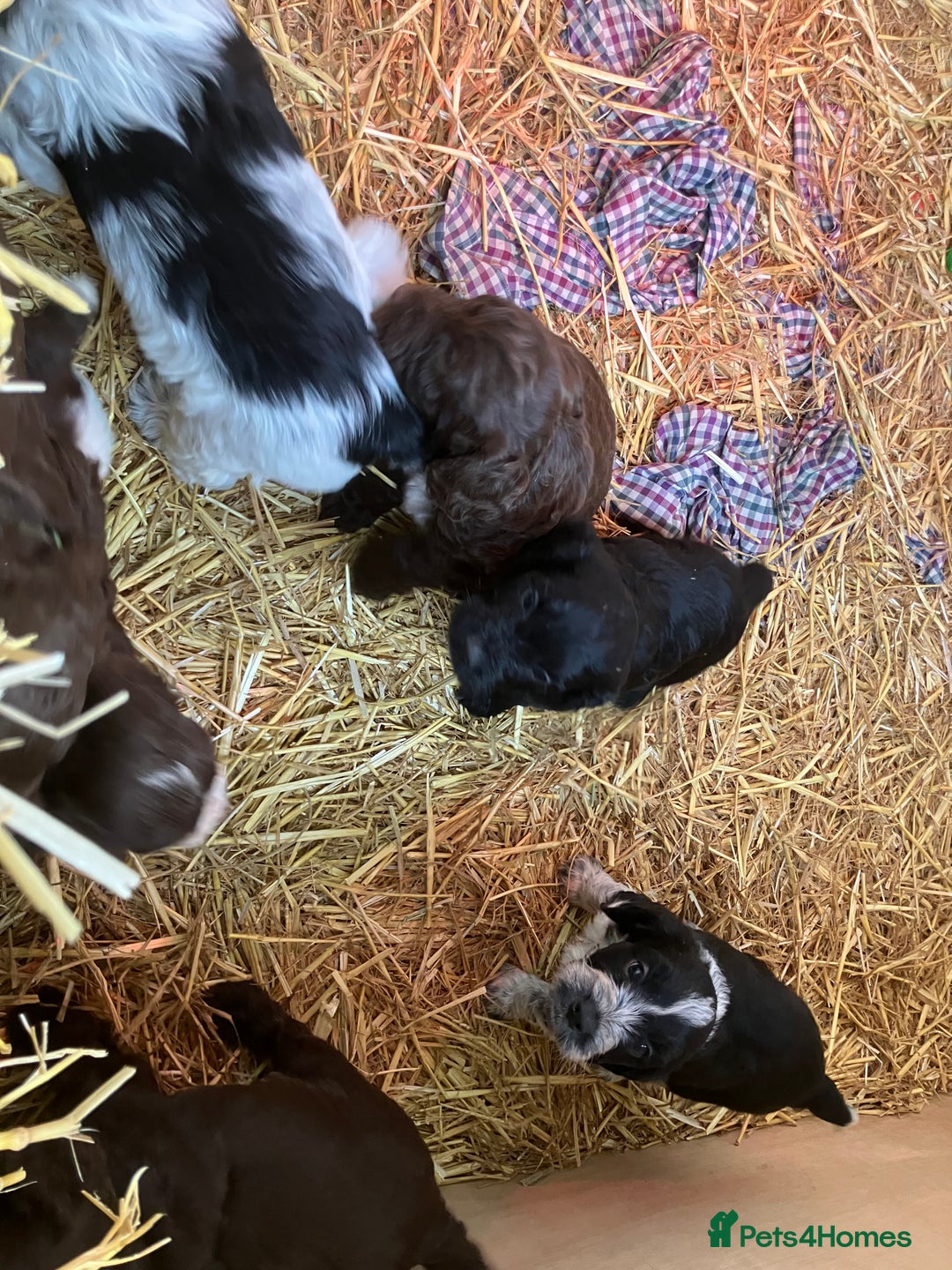 Mixed Breed dogs for sale: English Springer Spaniel X Cockerpoo  - Image 3