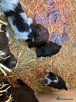 Mixed Breed dogs - Advert 10