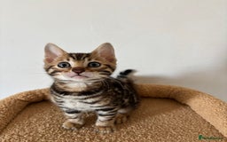 Bengal cats for sale: Snow and Brown boy TICA bengal kittens  - Image 22