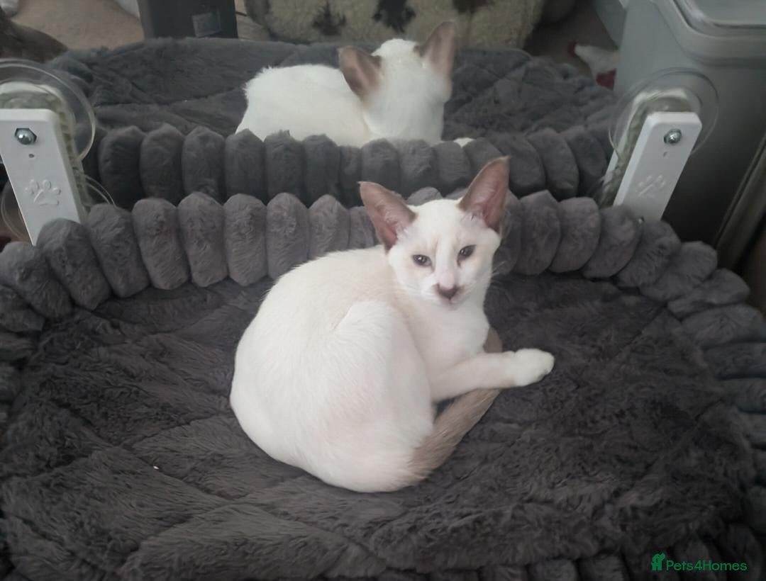 Siamese cats Simease kitten for sale - Advert 6