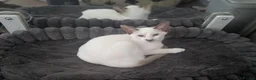Siamese cats for sale: Simease kitten for sale - Advert 1