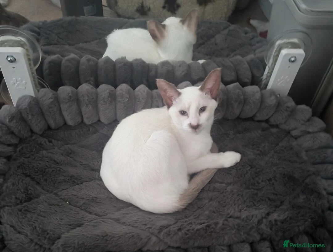 Siamese cats for sale: Simease kitten for sale - Advert 1