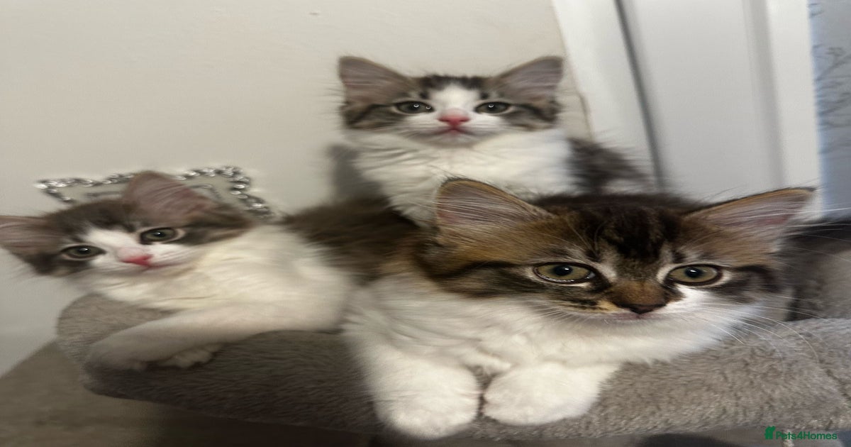 Beautiful Ragdoll Kittens for sale in Glasgow | Pets4Homes