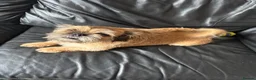 Mixed Breed dogs for sale: Dog for sale  in Immingham - Advert 3