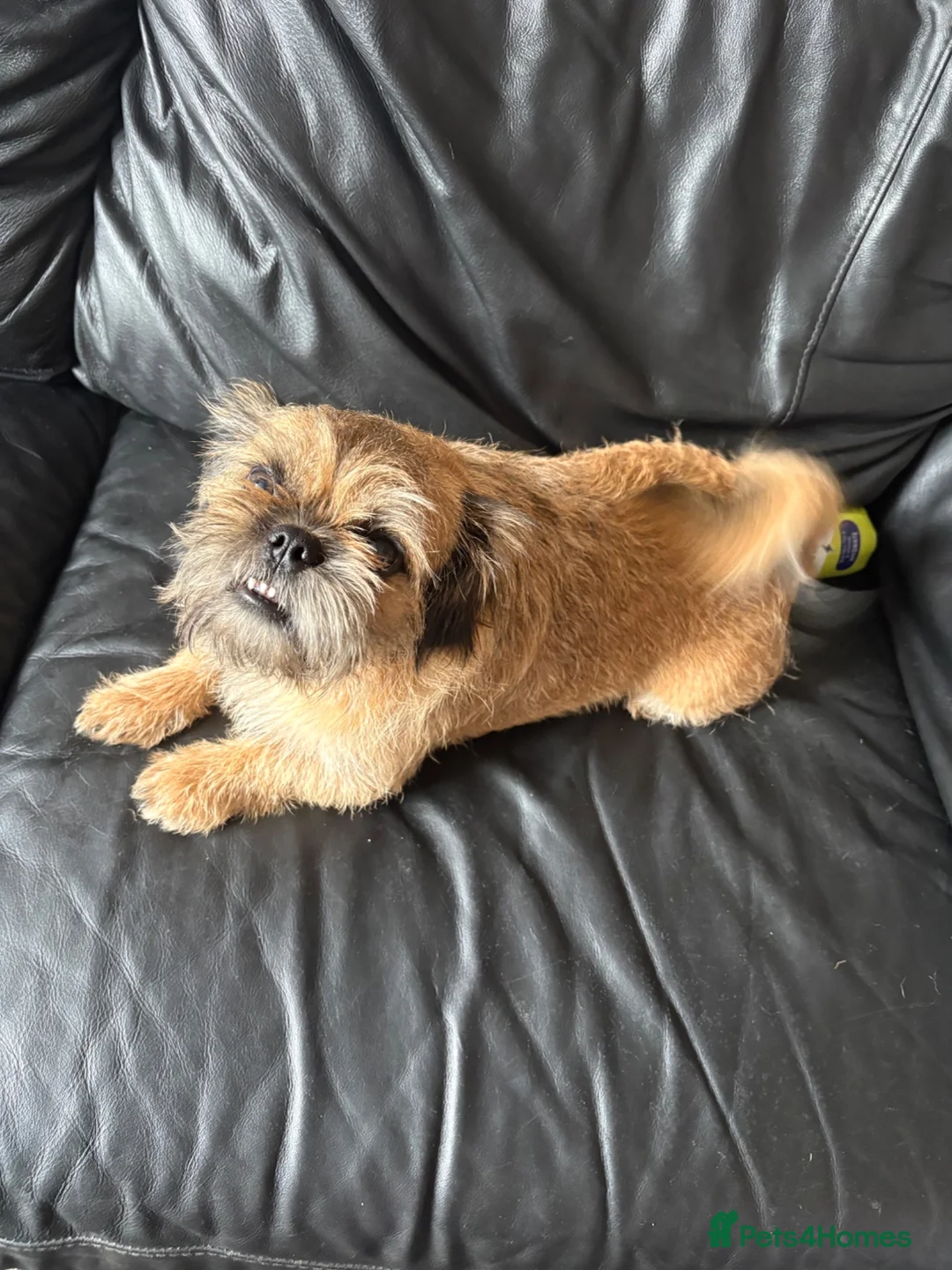 Mixed Breed dogs for sale: Dog for sale  in Immingham - Advert 3
