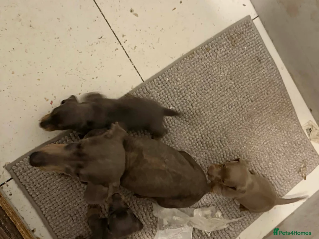 Miniature Dachshund dogs for sale: Miniature dachshund pups  - Advert 1