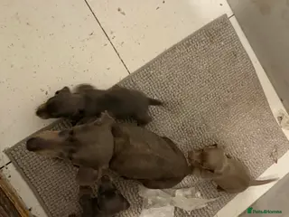 Miniature Dachshund dogs Miniature dachshund pups - Advert 3