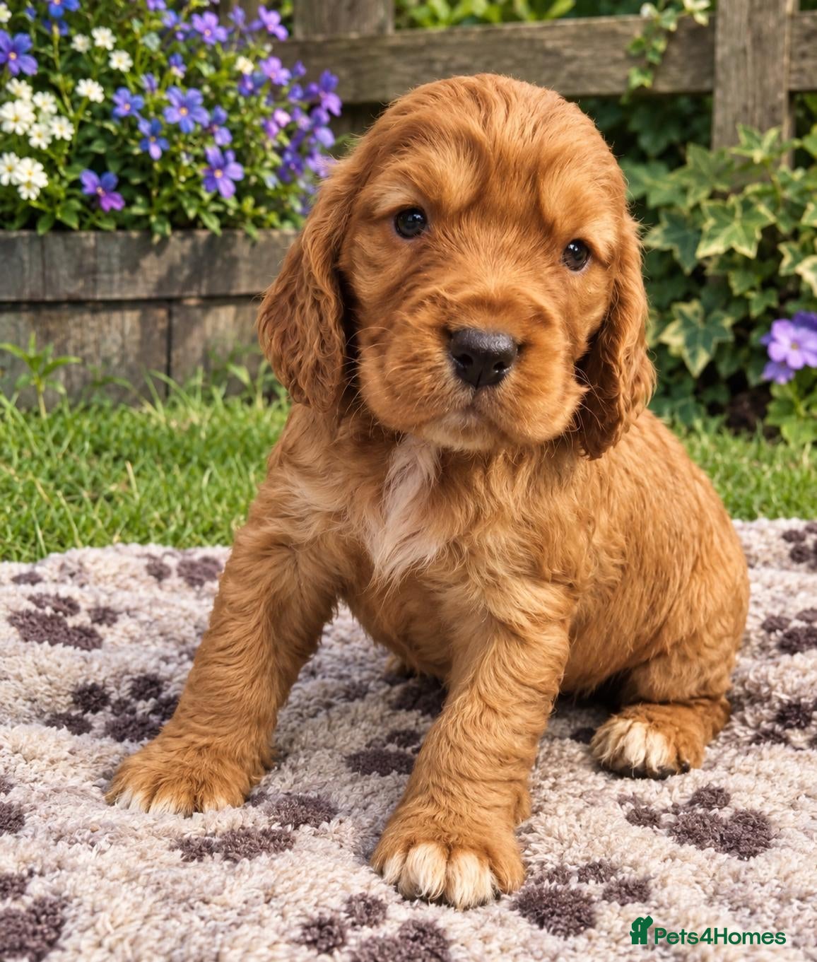 Cocker Spaniel dogs 💥STUNNING RED KC REG WORKING COCKERS FOR SALE💥 - Advert 2