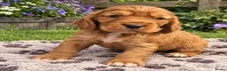 Cocker Spaniel dogs for sale: 💥STUNNING RED KC REG WORKING COCKERS FOR SALE💥 - Advert 1
