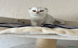 Scottish Fold cats for sale: Scottish Kittens – Fold & Straight – Ready Now - Image 32