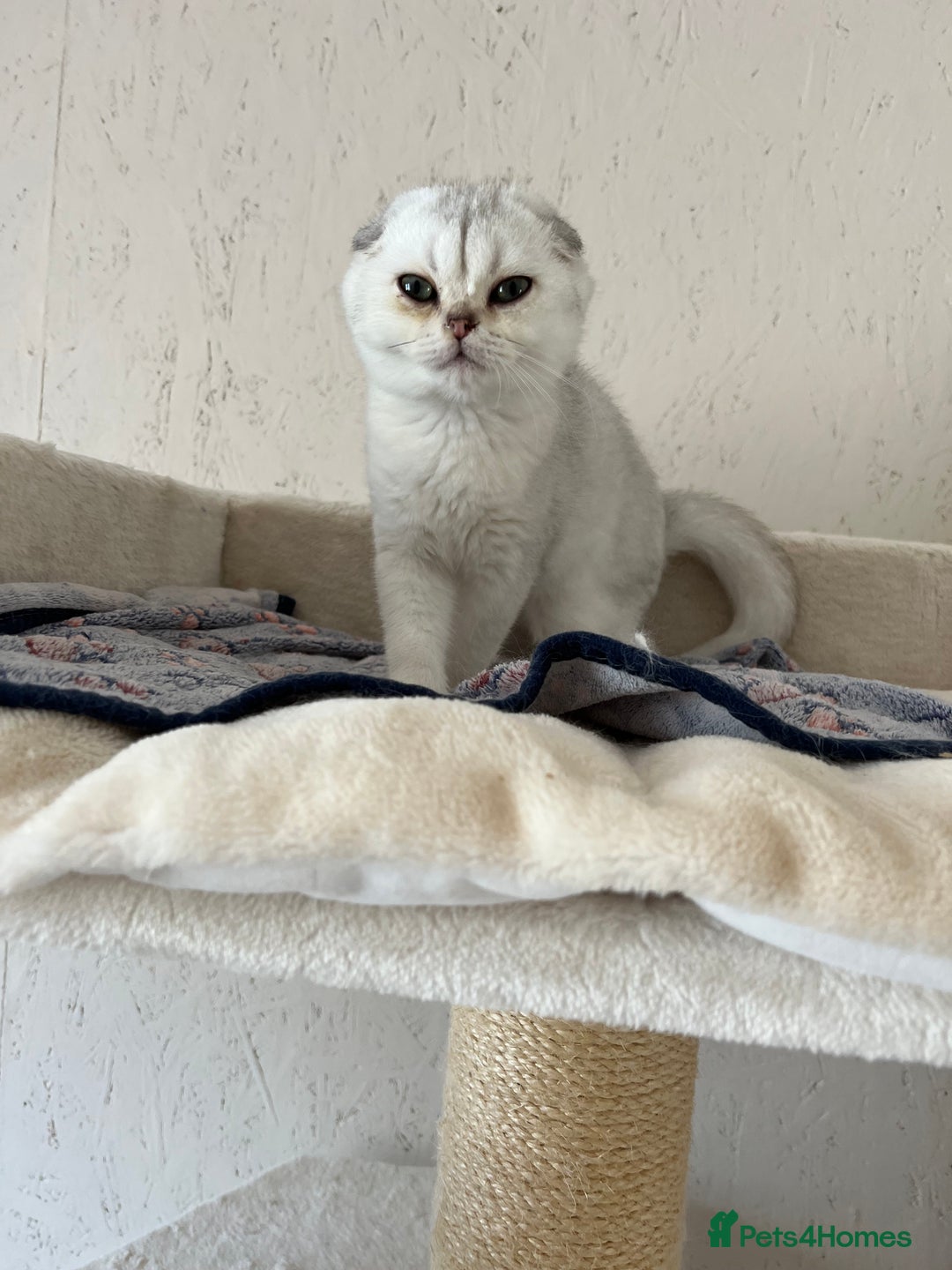 Scottish Fold cats for sale: Scottish Kittens – Fold & Straight – Ready Now - Image 32