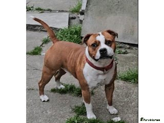 Staffordshire Bull Terrier dogs 🥨ZEUS PIED PERFECTION 🥨 COI 2.1% in Rochdale - Advert 6