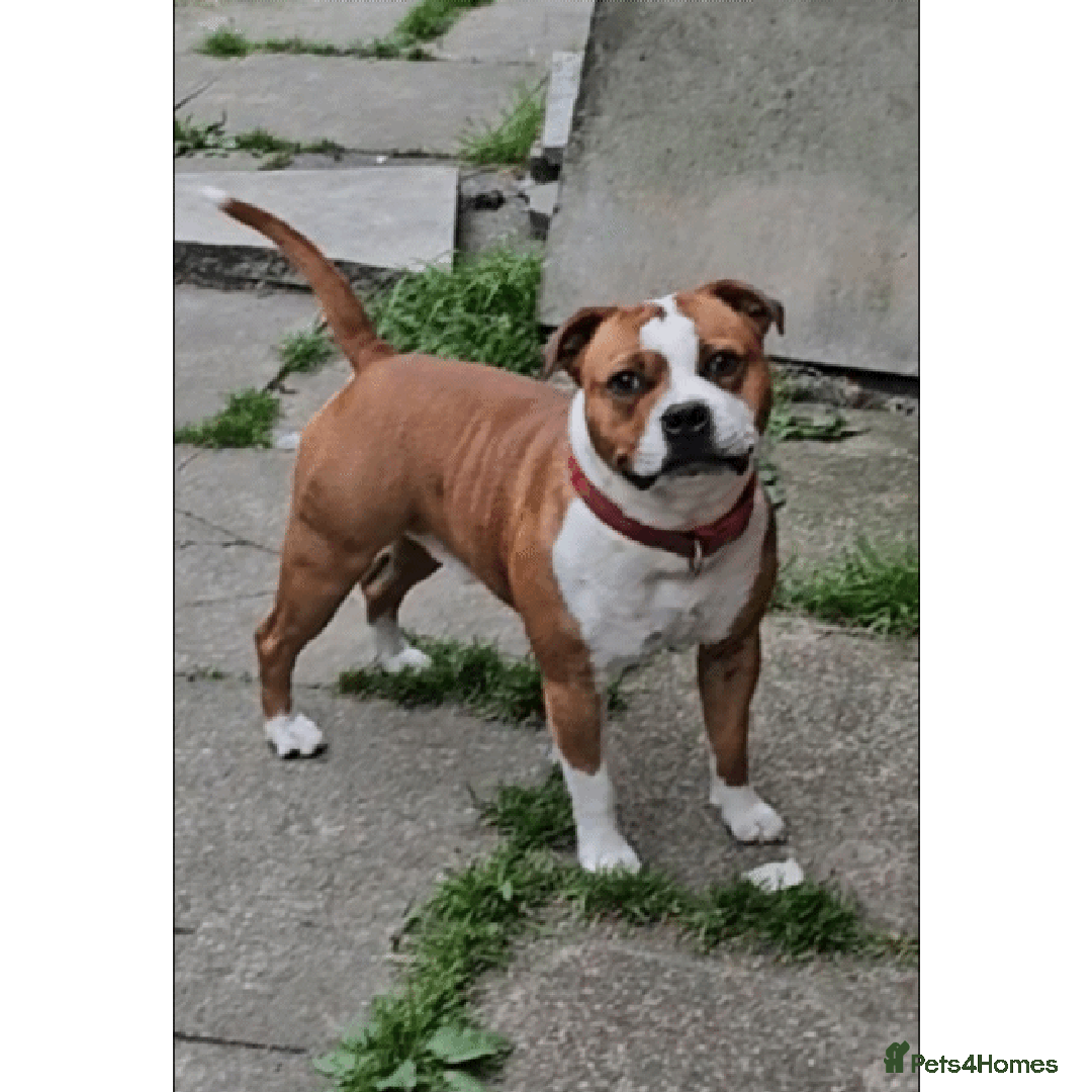Staffordshire Bull Terrier dogs for stud: 🥨STUD FOR SALE🥨 in Rochdale - Advert 1