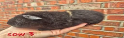Guinea Pig rodents for sale: Various age piggies for sale - Advert 5