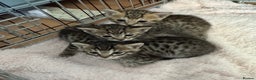 Savannah cats for sale: Only 1 girl savannah still available.  - Advert 1