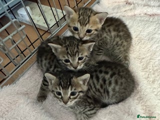 Savannah cats Only 1 girl savannah still available. - Advert 1