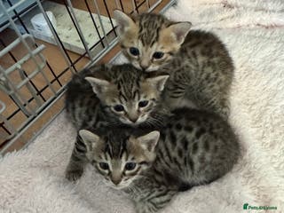 Savannah cats Only 1 girl savannah still available. - Advert 2