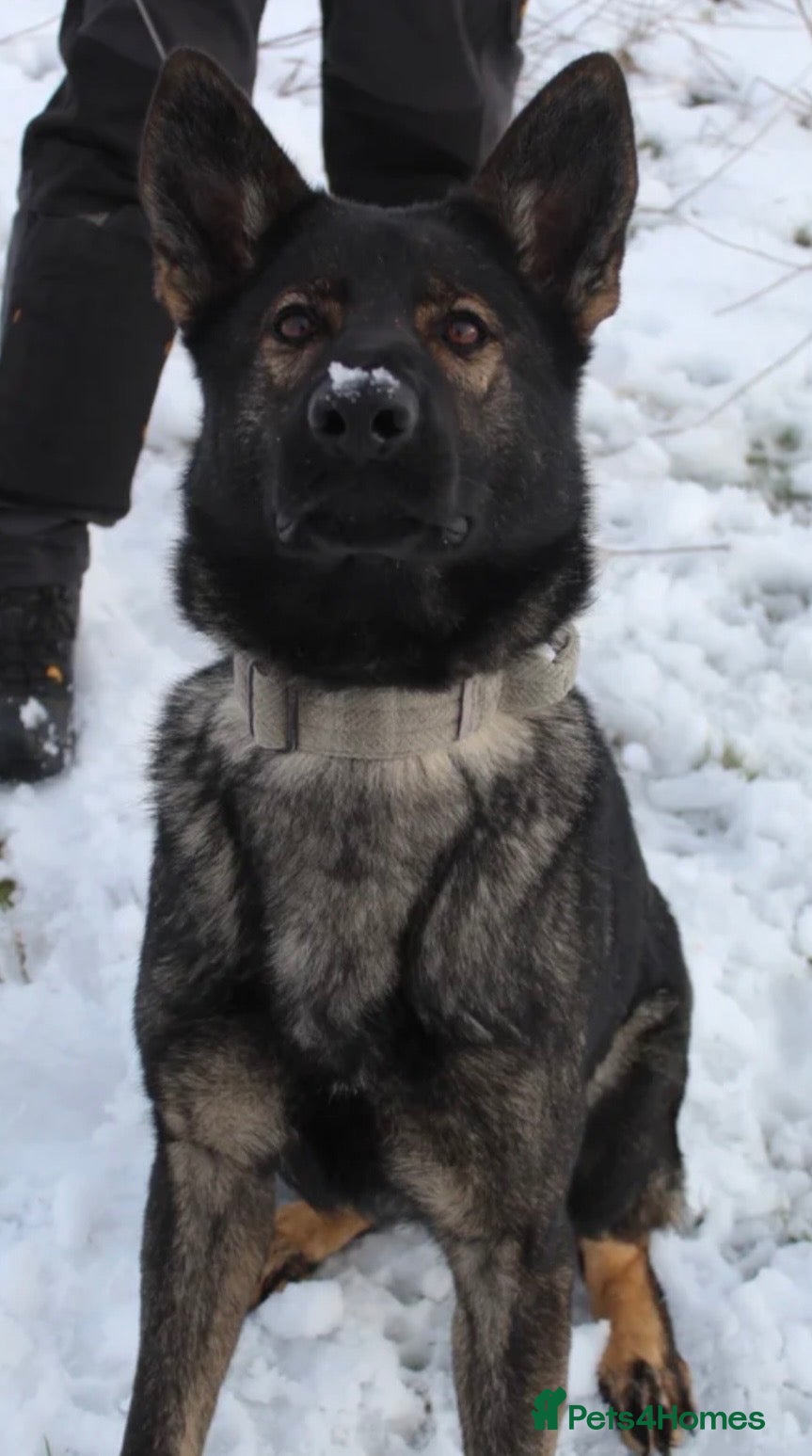 German Shepherd dogs 7 stunning German Shepard puppies for sale  - Advert 2