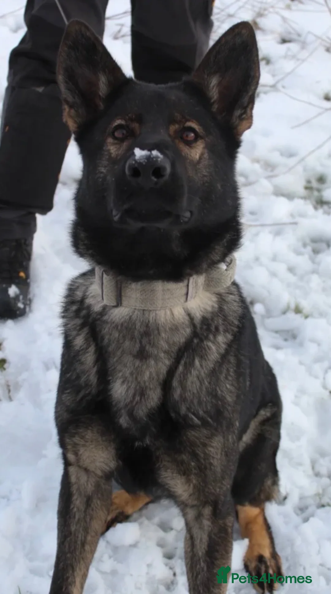 German Shepherd dogs for sale: 7 stunning German Shepard puppies for sale  - Advert 1