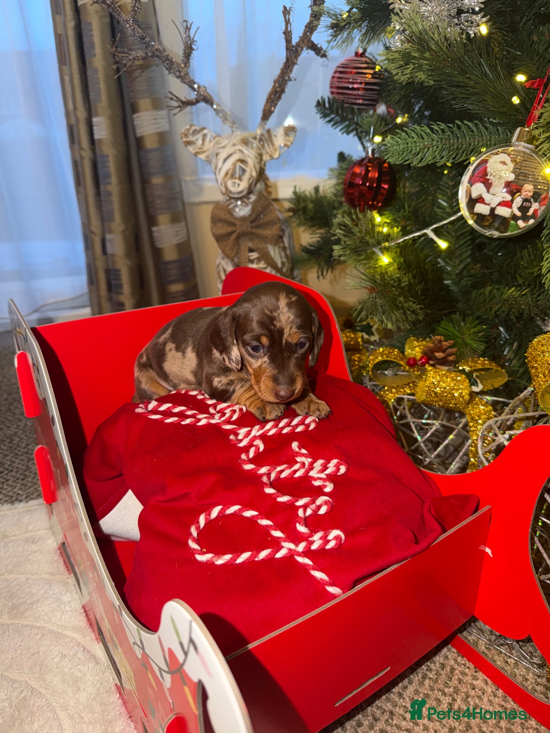 Miniature Dachshund dogs for sale: KC reg Miniature Dachshunds available 24thDecember - Advert 28