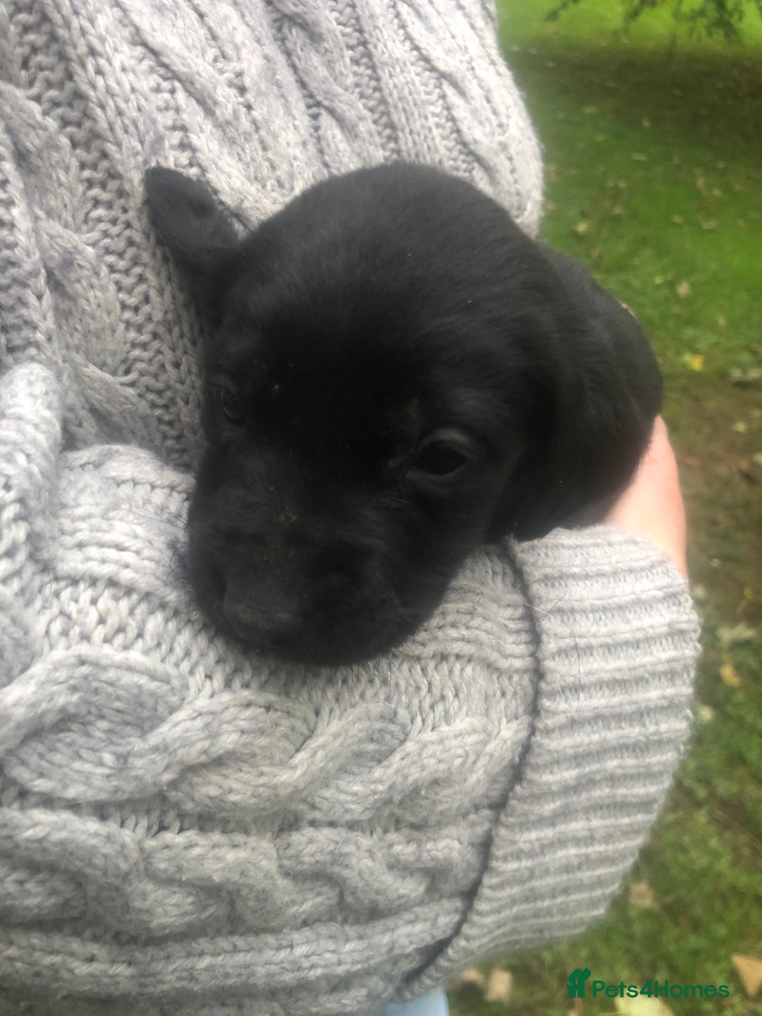 Labrador Retriever dogs for sale: Labrador puppies for sale - Image 13