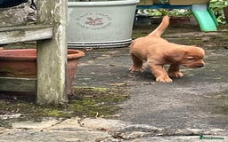 Mixed Breed dogs for sale: 3/4 Red Labrador 1/4 Golden Retriever  - Image 6
