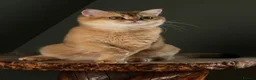 British Shorthair cats for sale: Very Handsome BSH Black Golden Chinchilla ny 12  - Advert 2