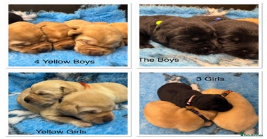 Labrador Retriever dogs - Advert 7