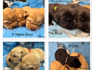 Labrador Retriever dogs Kennel Club Registered Labrador puppies - Advert 1