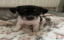 Jack Russell dogs for sale: Jack Russell puppies Lincolnshire  in Barrow-upon-Humber - Image 9