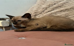Tonkinese cats for sale: Tonkinese 1st gen Kittens  - Image 12