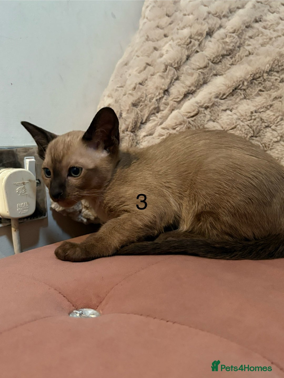 Tonkinese cats for sale: Tonkinese 1st gen Kittens  - Image 12