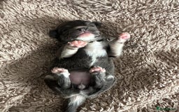 Chihuahua dogs for sale: 3 beautiful long haired Chihuahuas  - Image 3