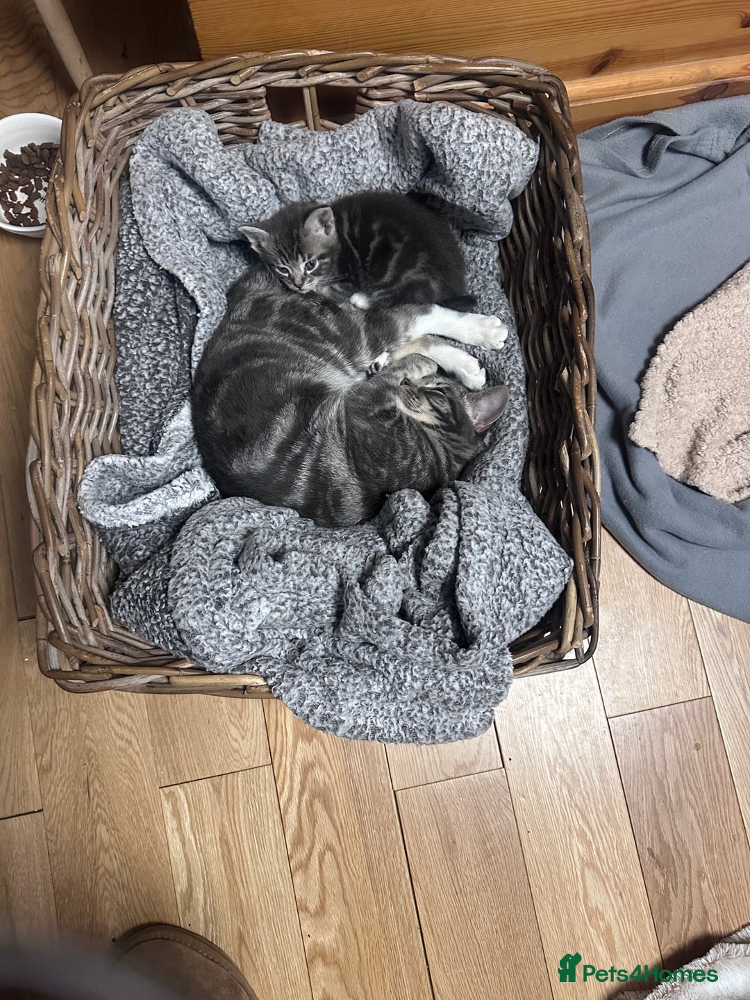 Mixed Breed cats for sale: 3 little grey cuties  - Advert 7