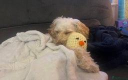 Cockapoo dogs for sale: New home needed for Priya  - Image 8