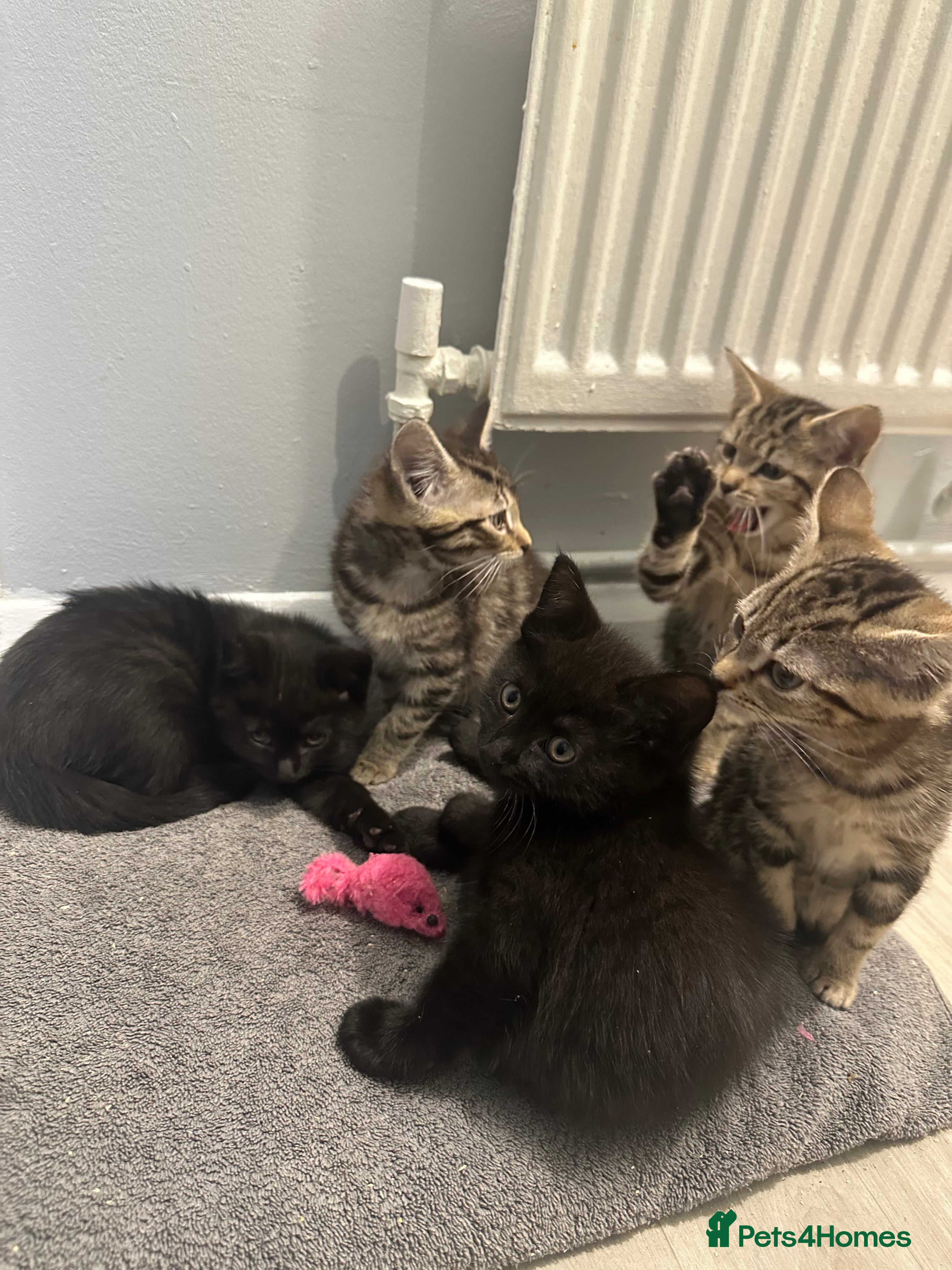 Maine Coon cats Maine coon cross Kittens 🐱  - Advert 1