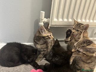 Maine Coon cats Maine coon cross Kittens 🐱 - Advert 3