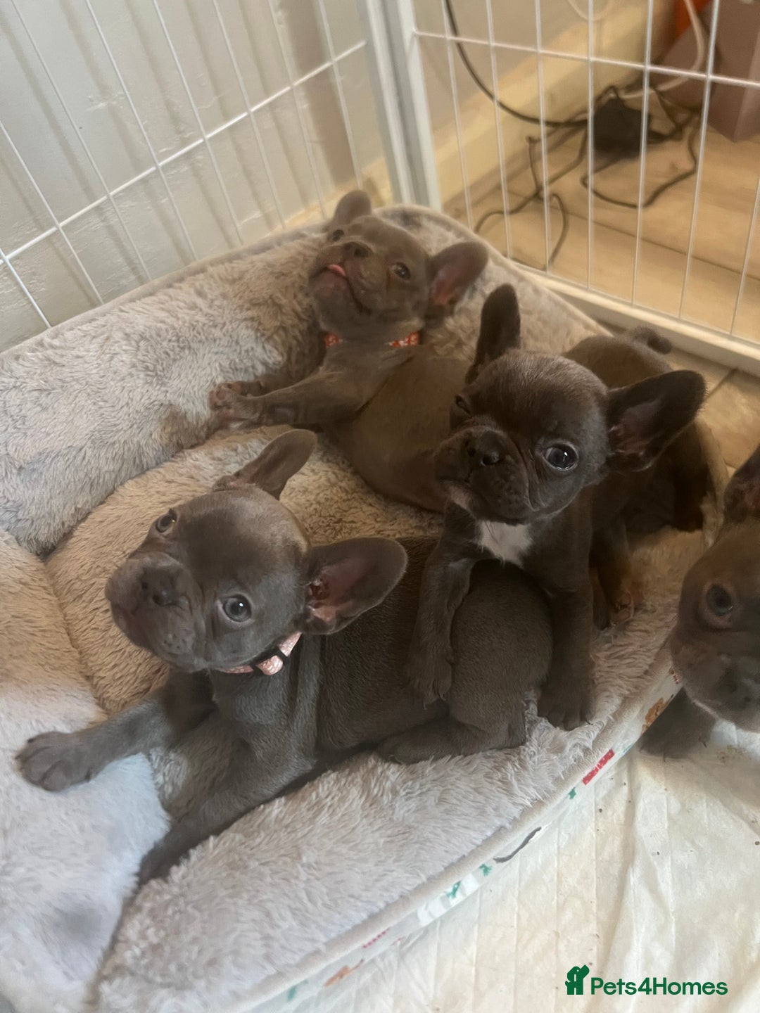 French Bulldog dogs for sale: French bulldog puppies - Advert 7