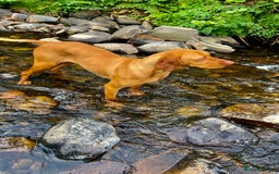 Hungarian Vizsla dogs for sale: Hungarian viszla puppies  - Image 12