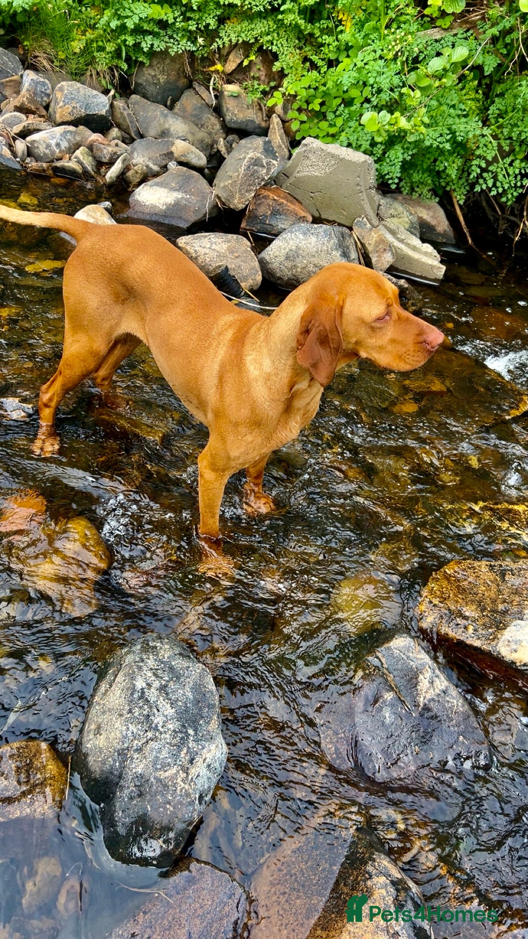Hungarian Vizsla dogs for sale: Hungarian viszla puppies  - Image 12