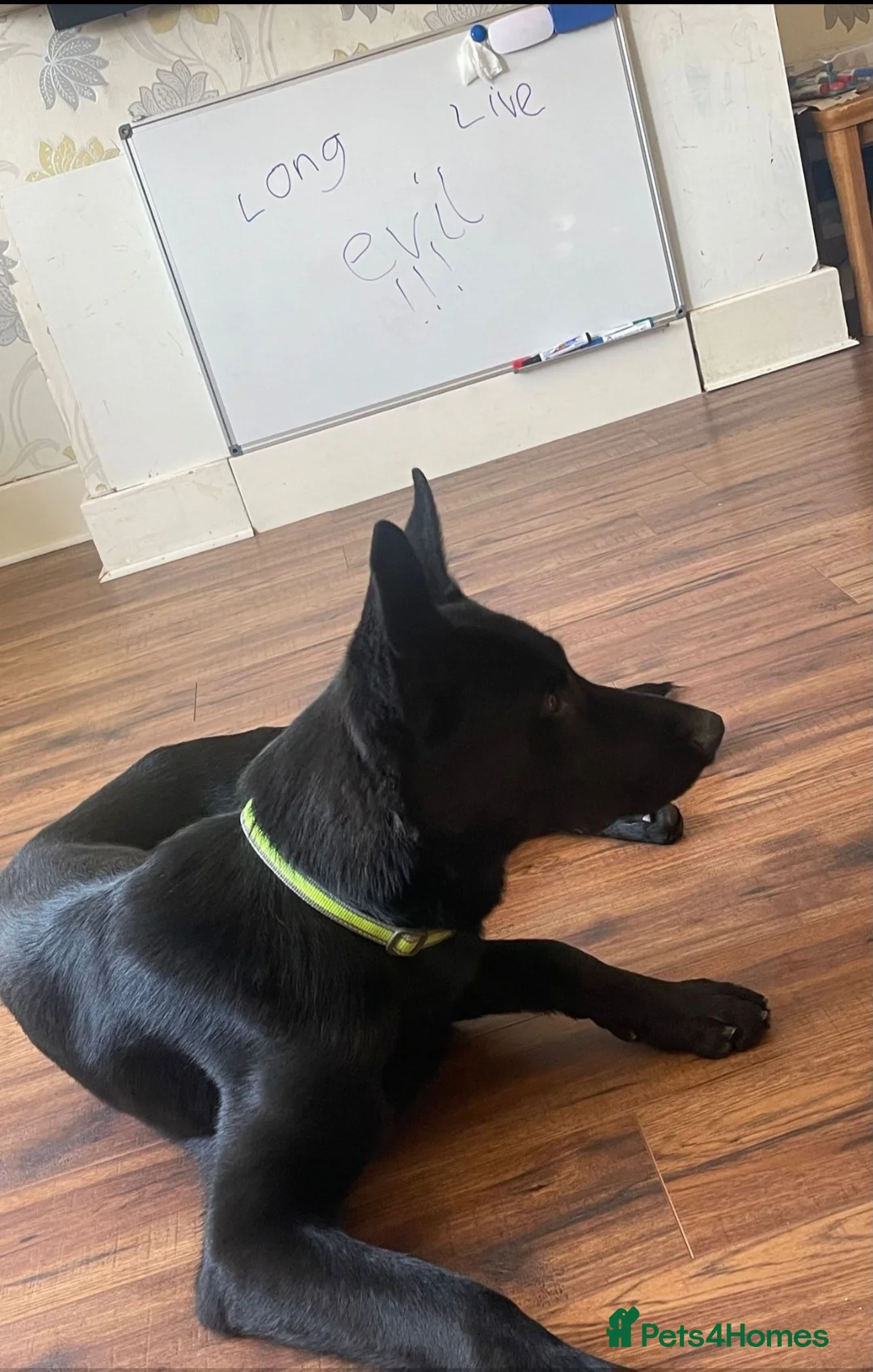 German Shepherd dogs for stud: PROVEN- BLACK-GERMAN SHEPHERD AVAILABLE FOR STUD in Walsall - Advert 10