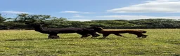 Alpaca livestock for sale: Pedigree female and cria - Advert 2