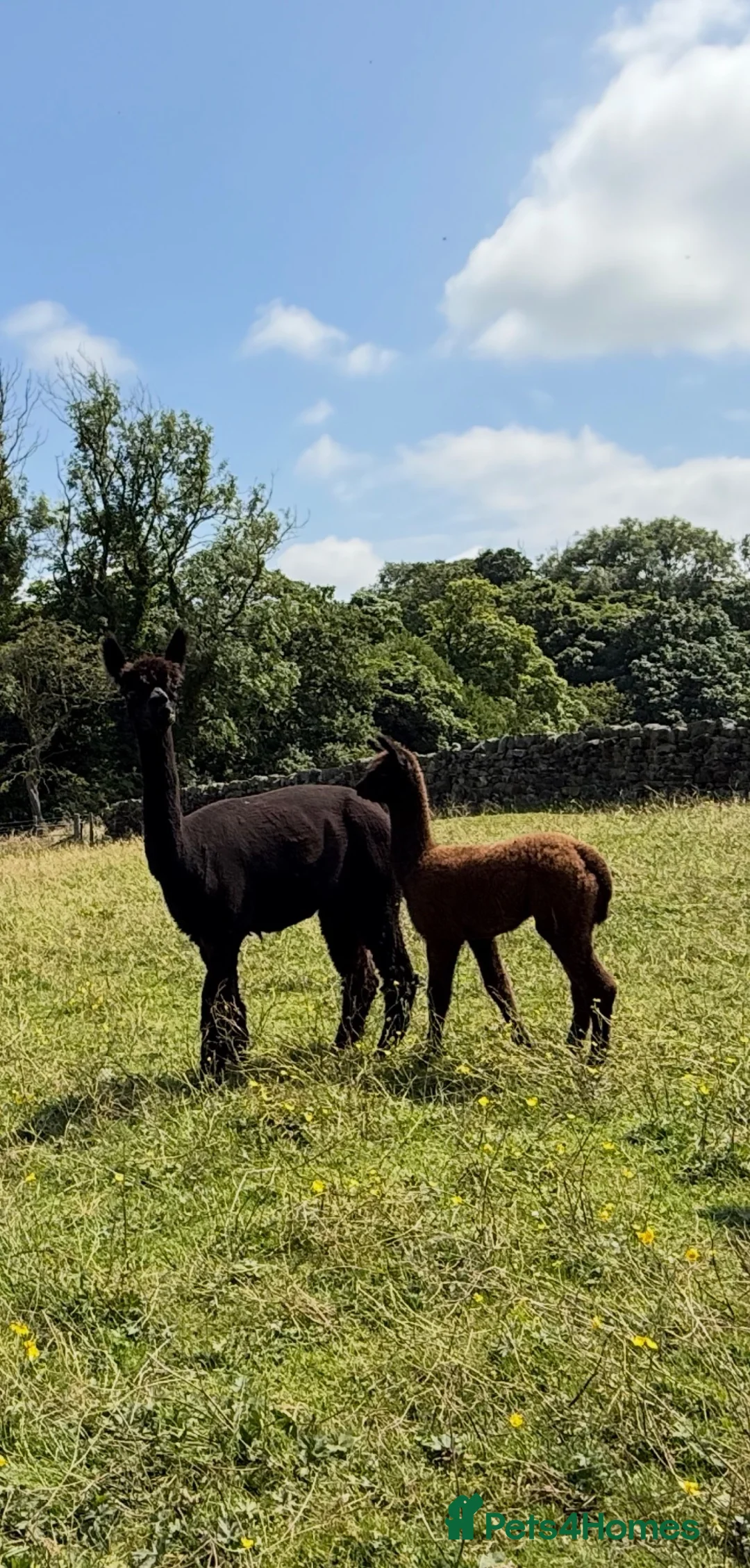 Alpaca livestock for sale: Pedigree female and cria - Advert 2